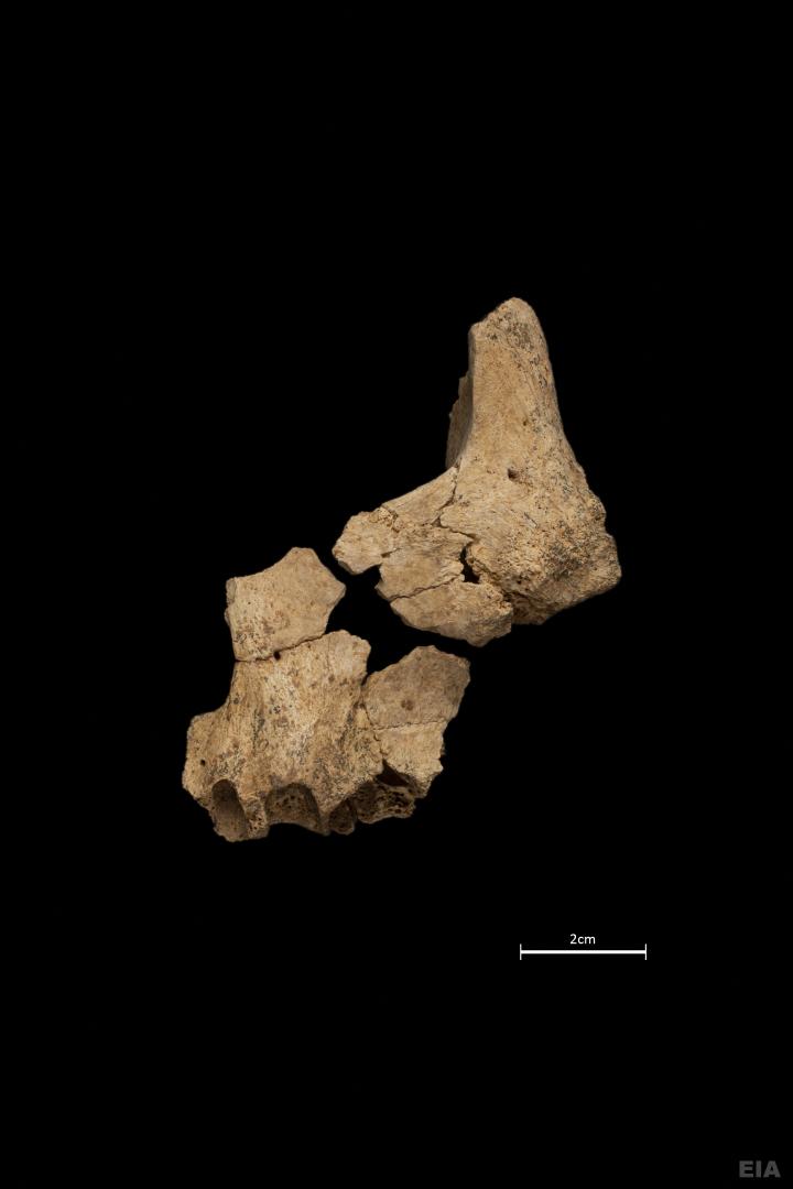 Click to enlarge image AFP__20250312__36ZY2R4__v1__HighRes__FilesScienceArchaeologyEurope.jpg
