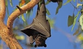 باحثون: الخفافيش تؤوي 6 أنواع جديدة من فيروسات كورونا